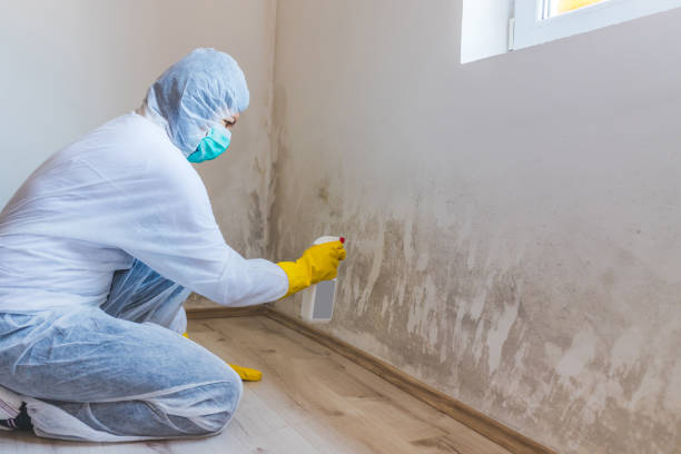 Professional mold removal team in Cortez
